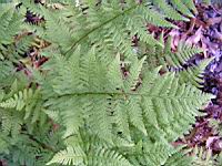 Fougere - Dryopteris Carthusiana (fam Dryopteridacees) (Europe, Asie) (2) (Photo F. Mrugala)